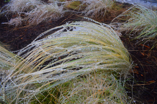 Ornaments of Ice - Grasses were ornamented with ice after snowstorm