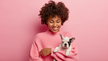 Little black and white dog with owner play together and have fun. Afro girl has curly hair poses with small pet against pink background, going to groomer. Funny bulldog has black nose and ear