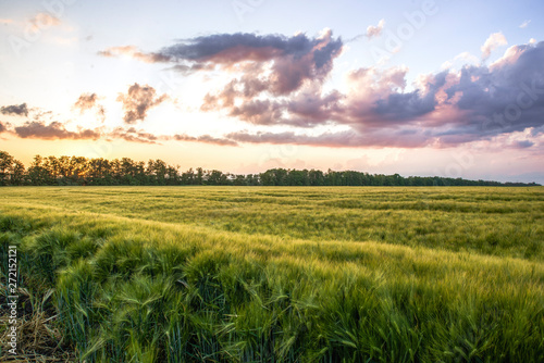 Wheat fields with beautiful clouds on the horizon