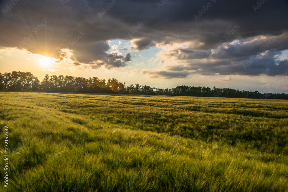 Wheat fields with beautiful clouds on the horizon
