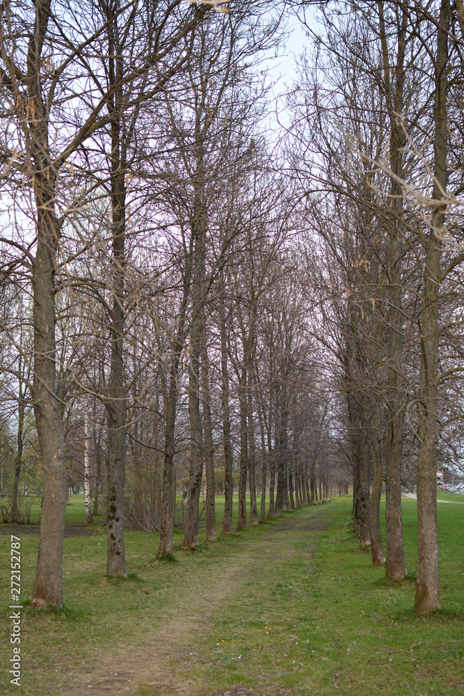 Path among the trees in the park