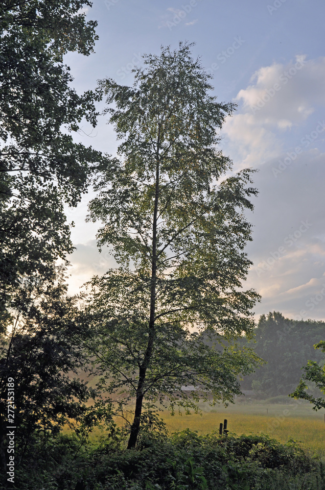 Obraz premium Waldrand mit Abendnebel