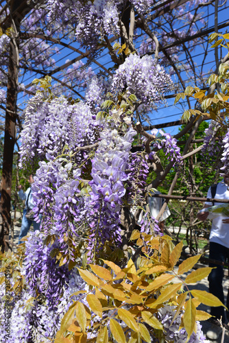 Blauregen (Wisteria) photo