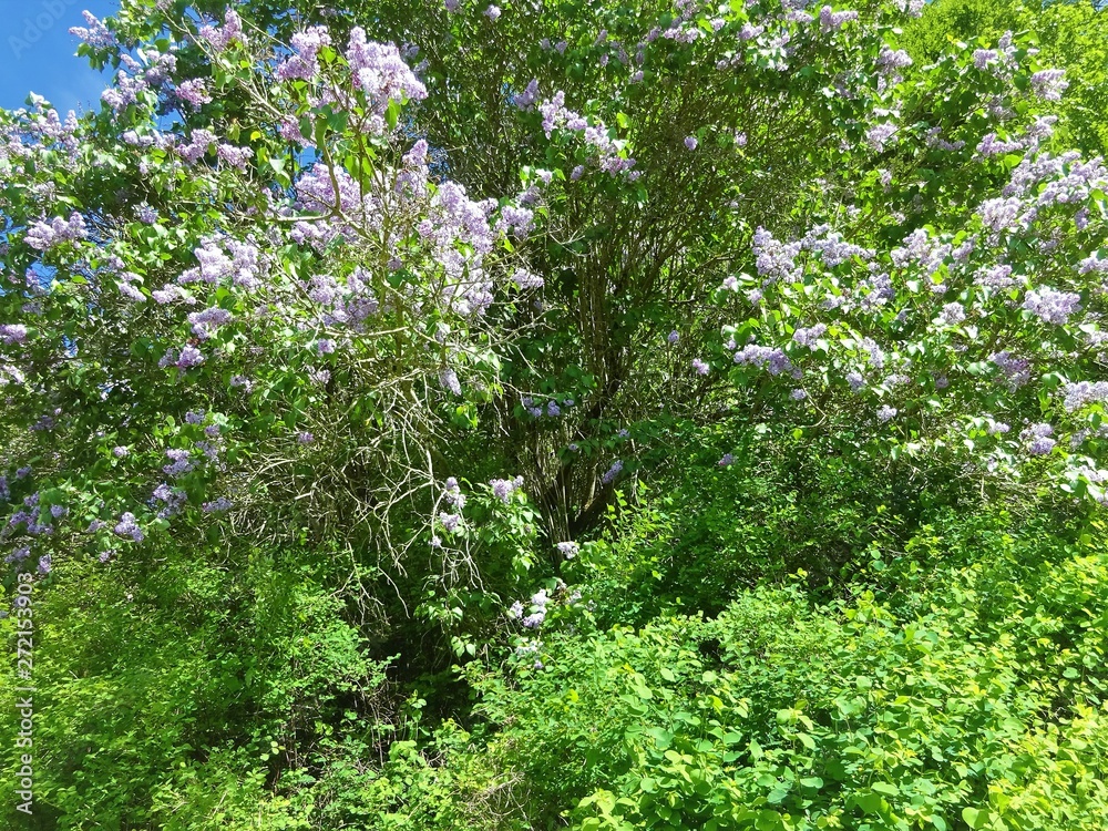 Fototapeta premium Lilas dans le foret.