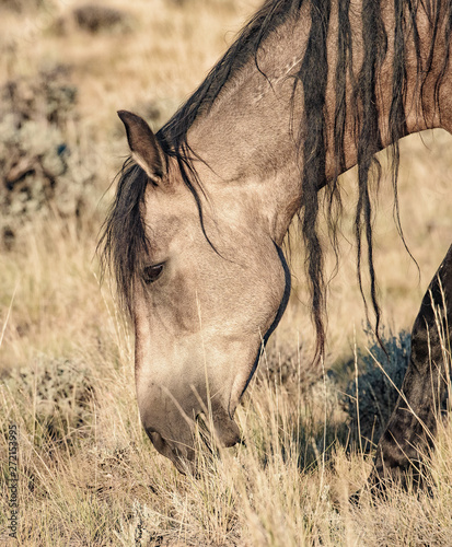 Mustang feeding photo