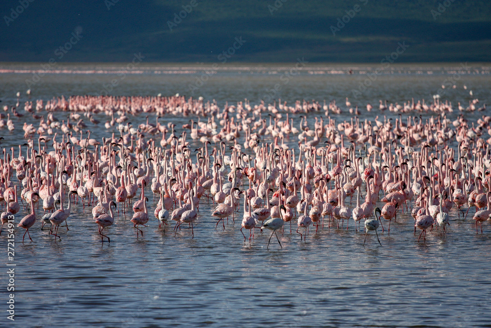 Fototapeta premium Flamingos Bird on the lake in Ngorongoro Crater, Ngorongoro Conservation Area, Tanzania. Africa