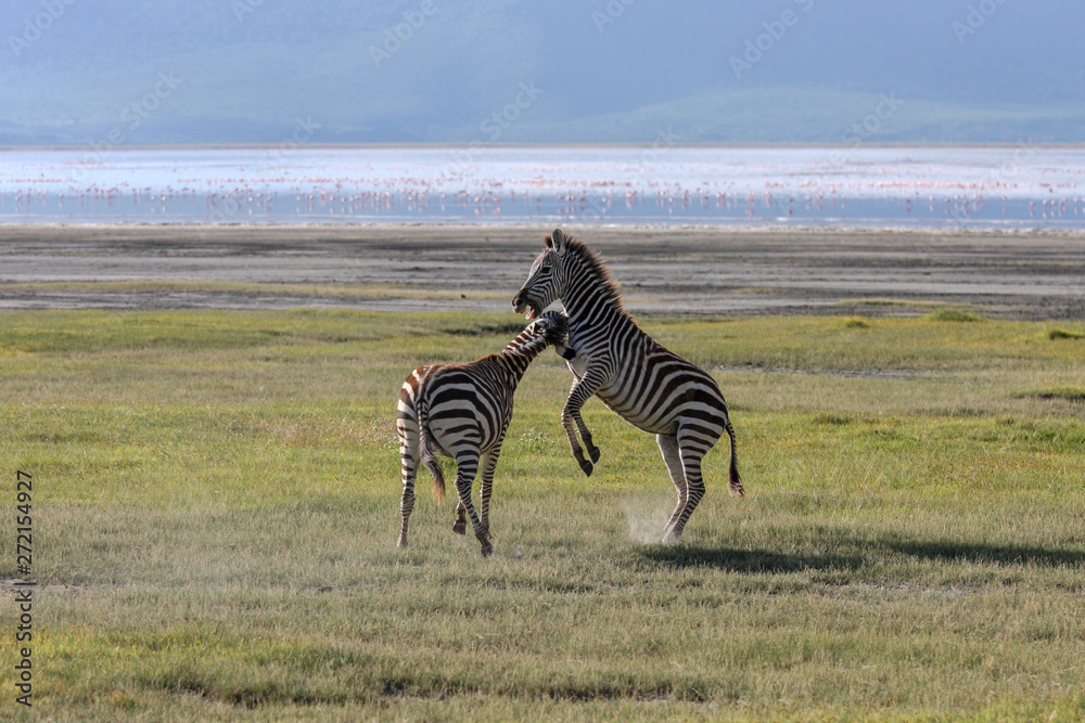 Naklejka premium Lake Nakuru. Zebras walking beside the lake Nakuru, Kenya, flamingos in the background
