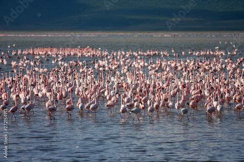 Flamingos Bird on the lake in Ngorongoro Crater, Ngorongoro Conservation Area, Tanzania. Africa photo