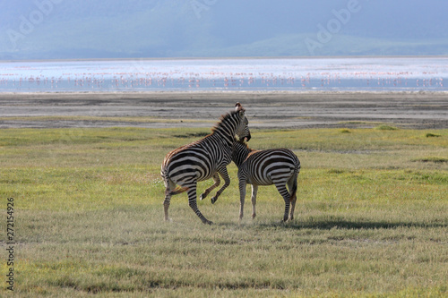 Lake Nakuru. Zebras walking beside the lake Nakuru  Kenya  flamingos in the background