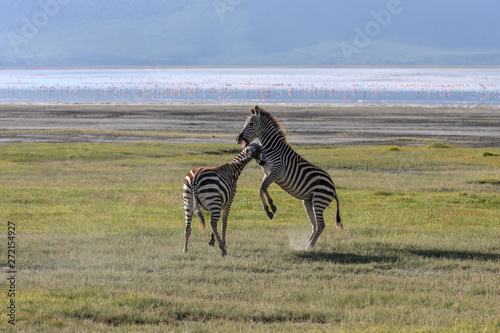 Lake Nakuru. Zebras walking beside the lake Nakuru  Kenya  flamingos in the background