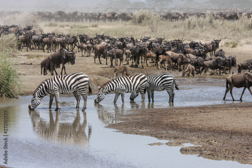 Groups of buffalo and a zebra sharing a waterhole in  Wildlife Reserve  Masai Mara. KENYA