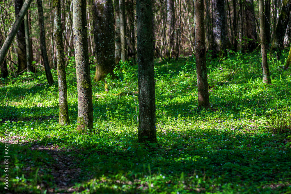 Naklejka premium tree trunk texture wall in forest with rhythm pattern