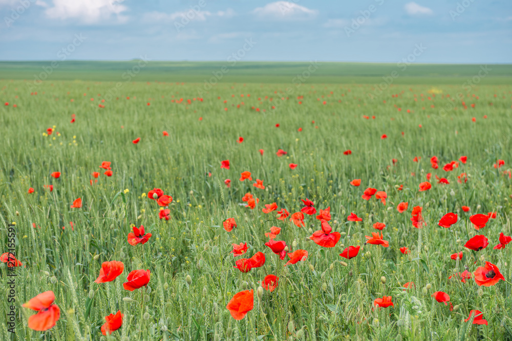 Natural background- poppy flowers