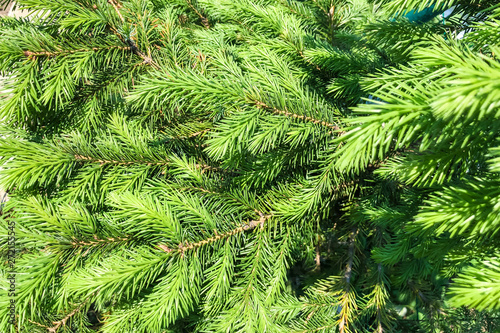 Young coniferous green needles. Texture for the background.