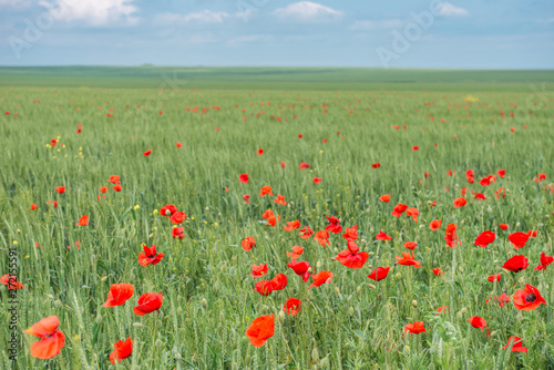 Natural background- poppy flowers