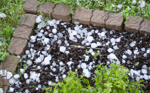 multiple sizes of hail stones accumulated in a corner of a flower bed