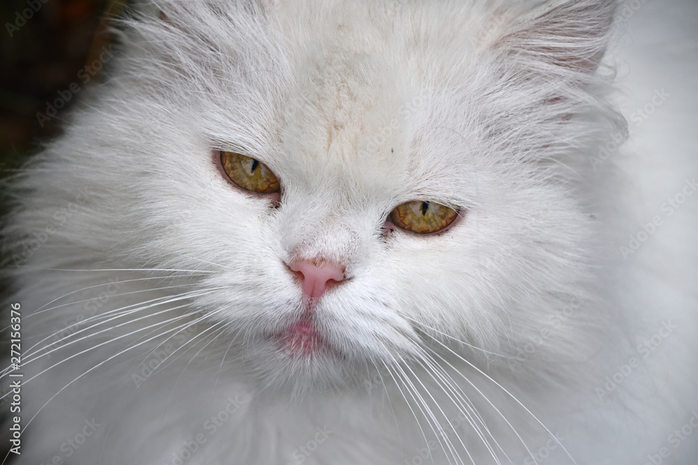Close up portrait of white domestic cat