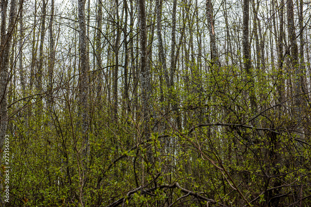 tree trunk texture wall in forest with rhythm pattern tree trunk texture wall in forest with rhythm pattern