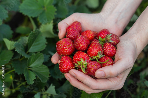 Women's hands hold a handful of fresh strawberries
