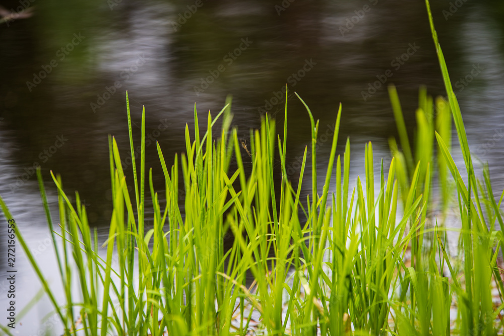 Obraz premium green grass pattern with blur background. summer texture