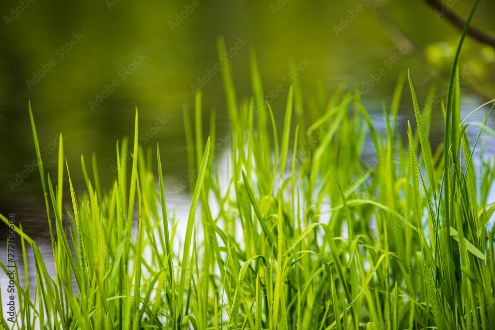 Obraz premium green grass pattern with blur background. summer texture