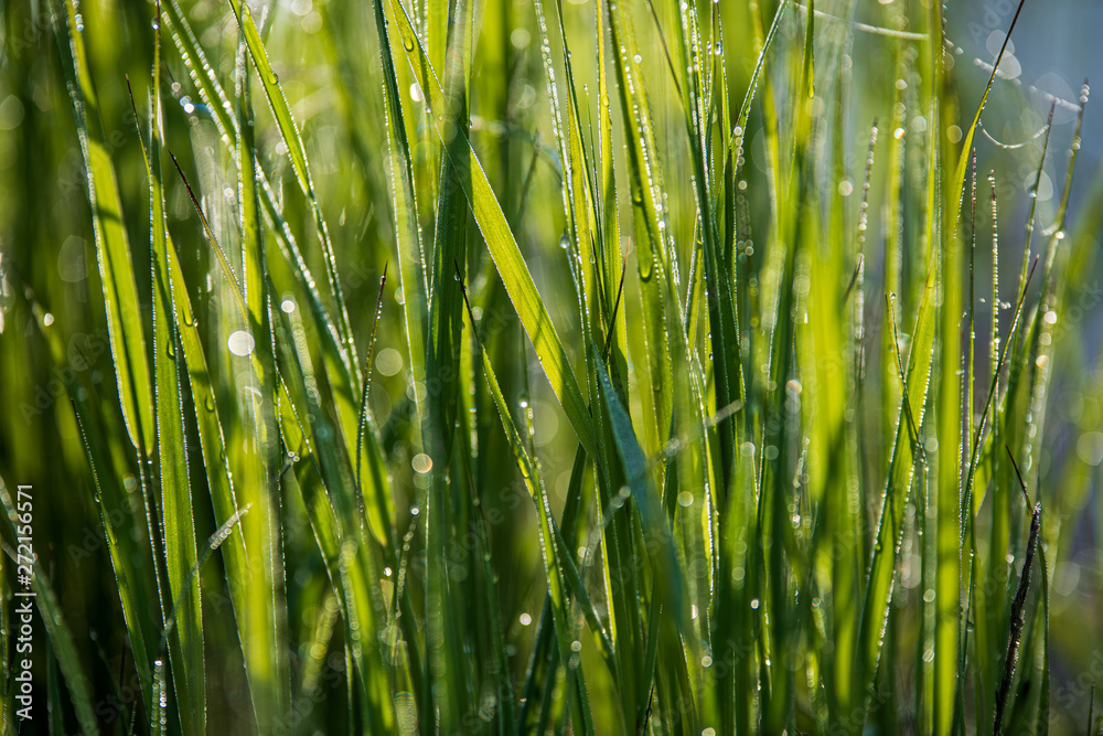 green grass pattern with blur background. summer texture