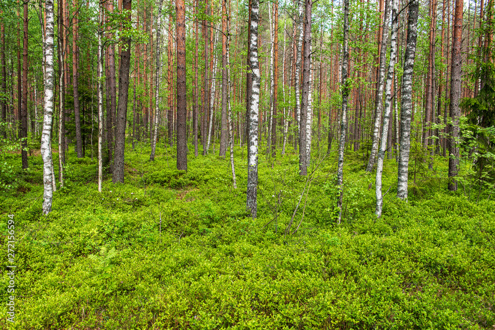 Fototapeta premium tree trunk texture wall in forest with rhythm pattern