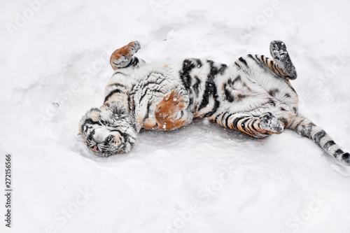 Siberian tiger playing in white winter snow