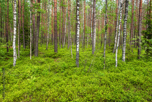 Fototapeta Naklejka Na Ścianę i Meble -  tree trunk texture wall in forest with rhythm pattern