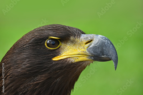 Close up profile portrait of Golden eagle on green