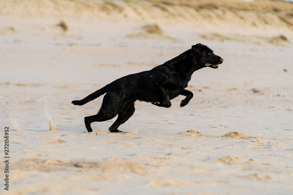 schwarzer labrador retriever am hunde strand springt mit einer düne im hintergrund bei sonnenuntergang auf sylt schwarzer labrador retriever am hunde strand springt mit einer düne im hintergrund bei sonnenuntergang auf sylt