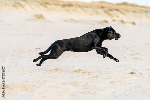 schwarzer labrador retriever am hunde strand springt mit einer düne im hintergrund bei sonnenuntergang auf sylt