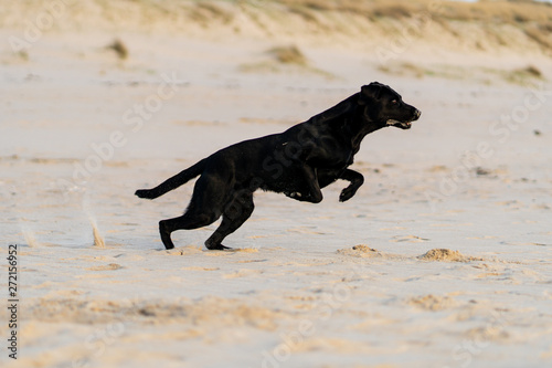 schwarzer labrador retriever am hunde strand springt mit einer düne im hintergrund bei sonnenuntergang auf sylt