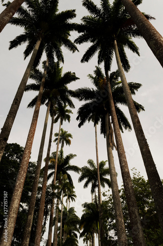 Palm