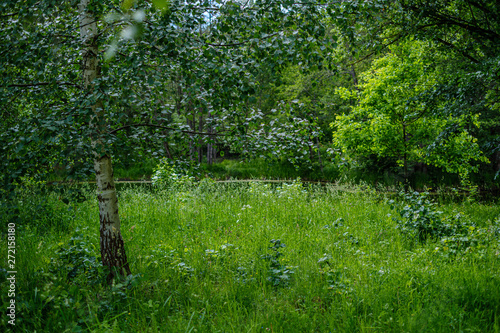 Fototapeta Naklejka Na Ścianę i Meble -  green countryside scenery with green meadows and trees in summer