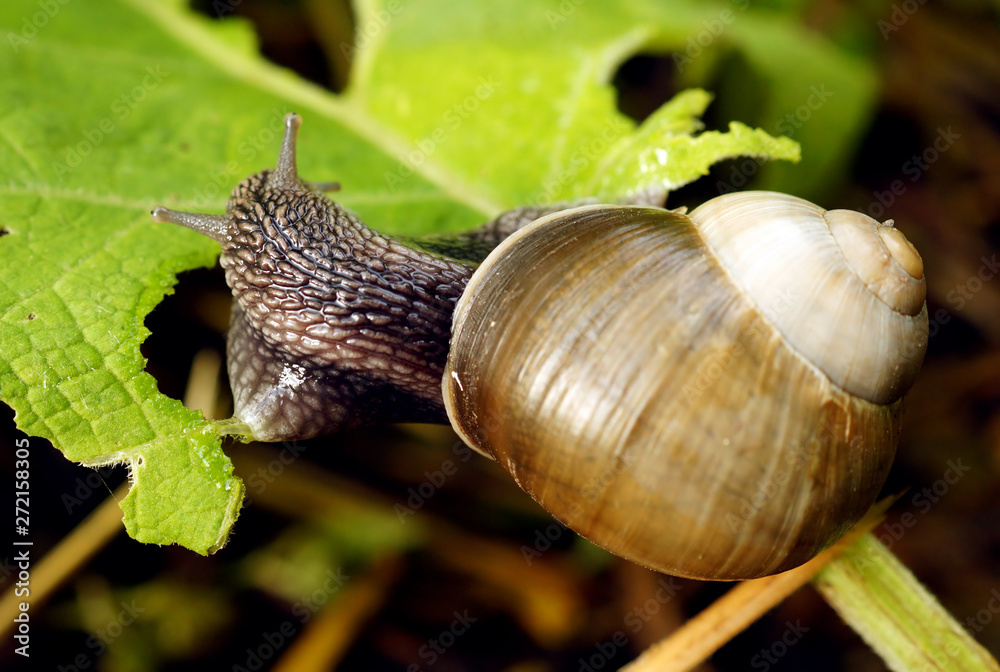 Big snail close up.