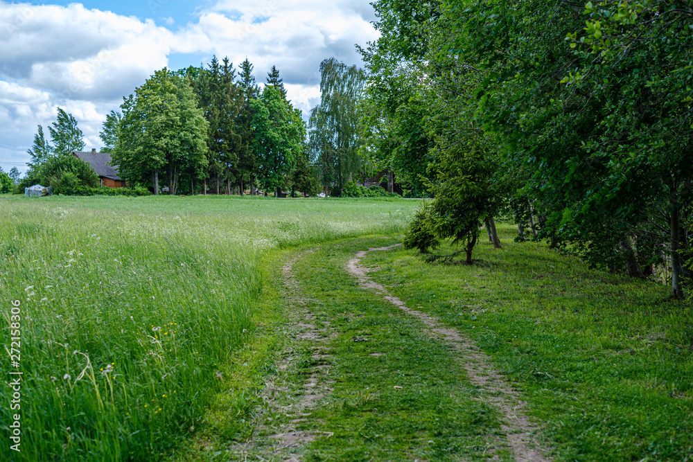 green countryside scenery with green meadows and trees in summer
