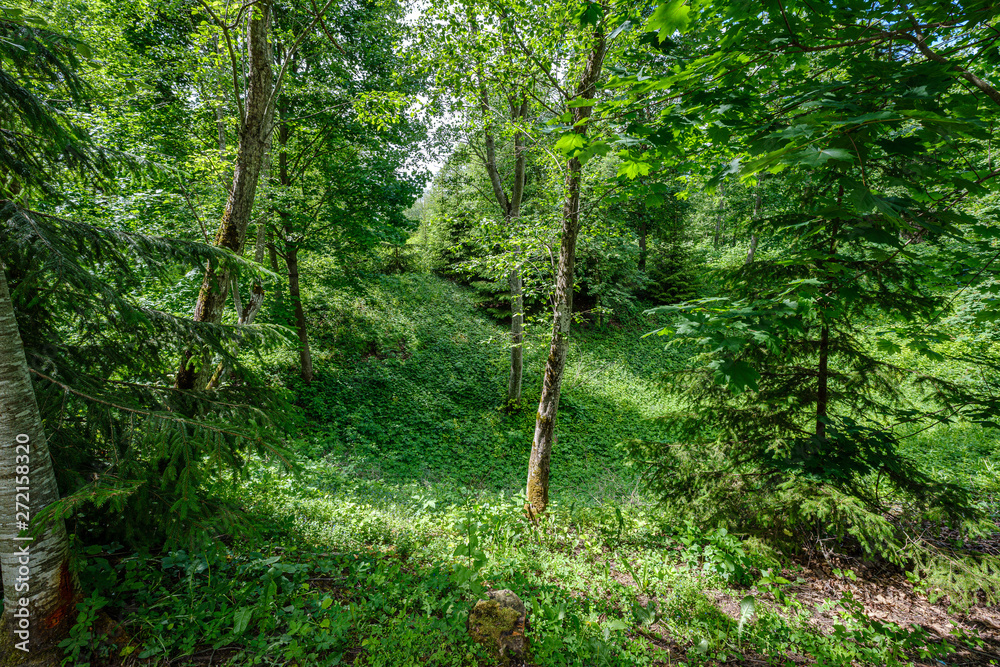 Fototapeta premium green countryside scenery with green meadows and trees in summer