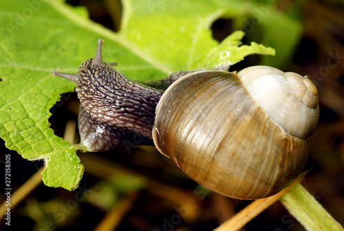 Big snail close up.