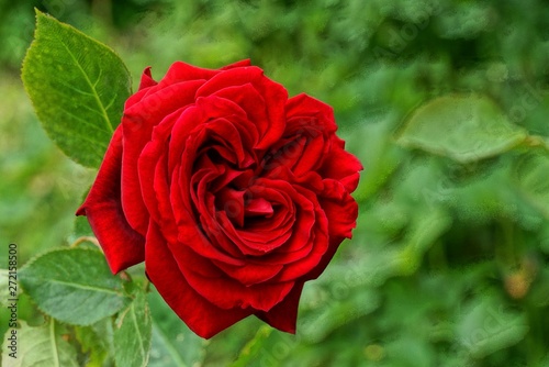 bud of a red rose flower on a stalk with green leaves in a garden