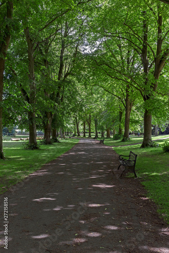 Fototapeta Naklejka Na Ścianę i Meble -  An avenue of lime trees in Ashcombe Park, Weston-super-Mare, UK