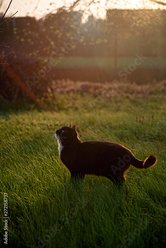 domestic cats at spring sunset