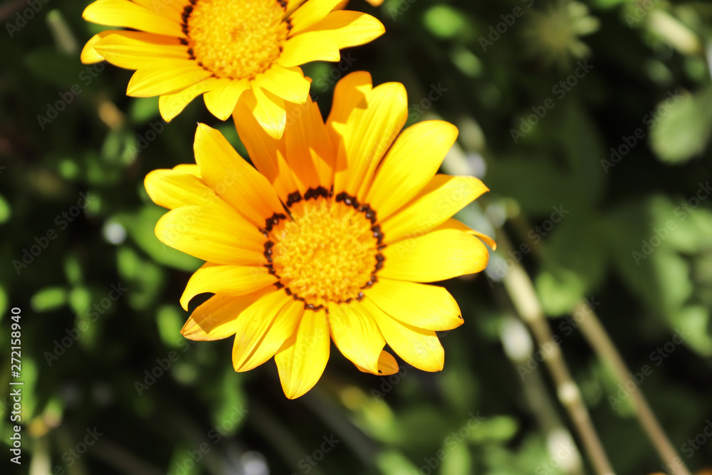 It is a small grassland plant with yellow disc and white lights.
