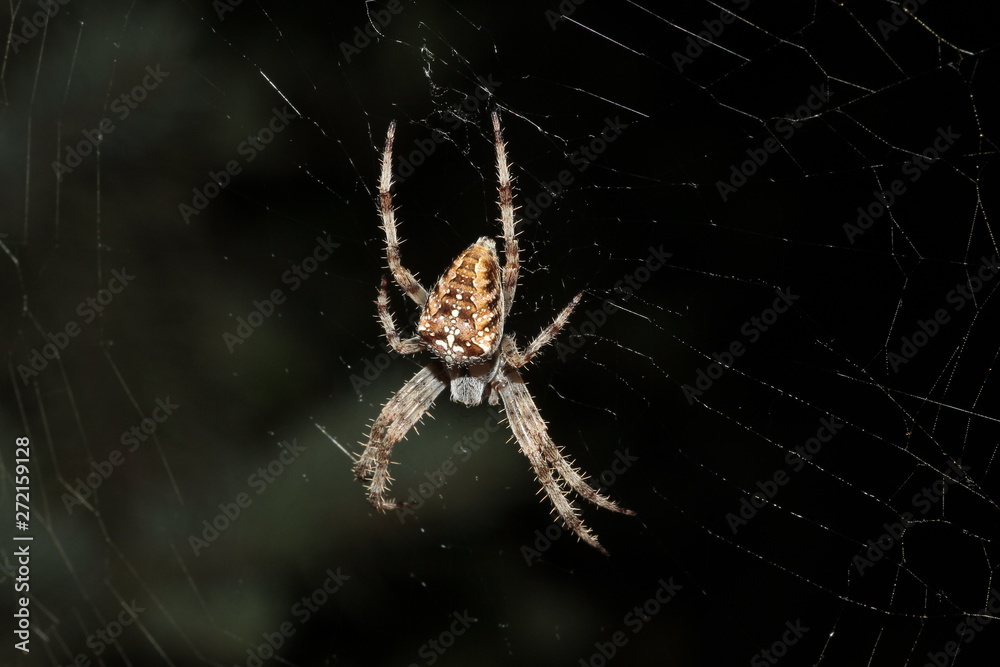 Spider preparing to eat his prey caught in his net Spider preparing to eat his prey caught in his net