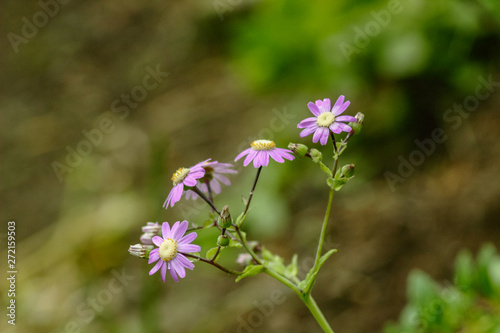 Violet flowers (Dimorphotheca) with green leave background. Wild Tenerife plant. Canary Islands, Spain