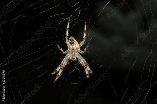 Spider preparing to eat his prey caught in his net