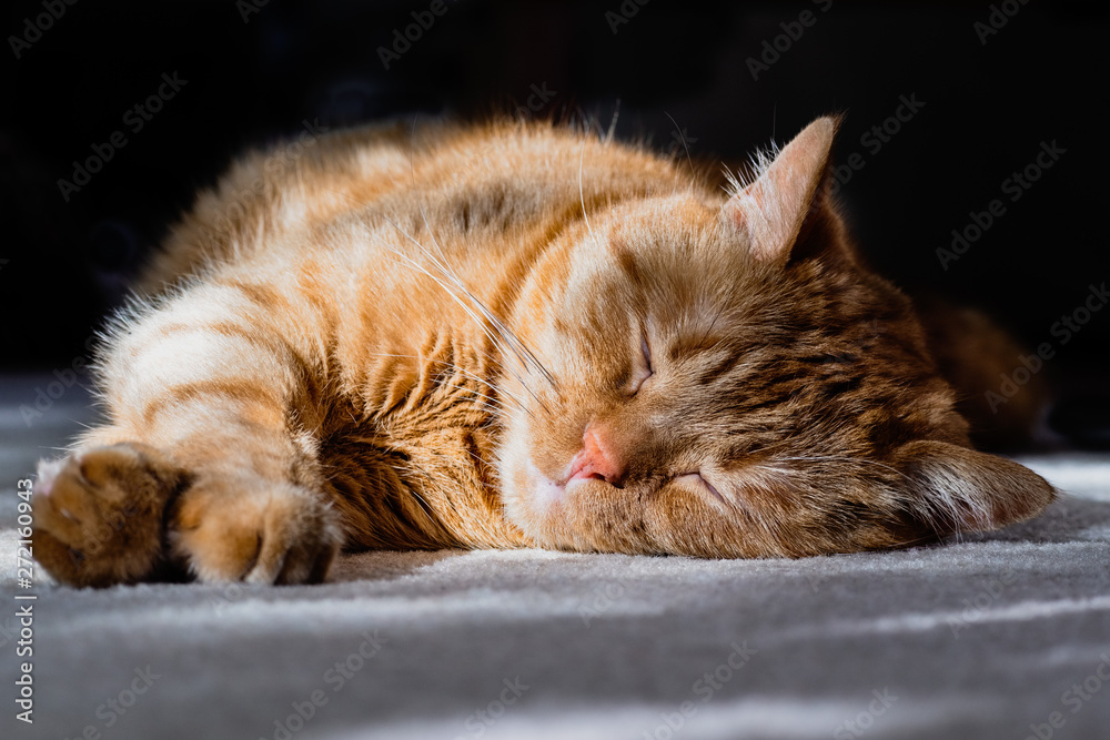 Cat sleeping on the floor in the sunlight Cat sleeping on the floor in the sunlight