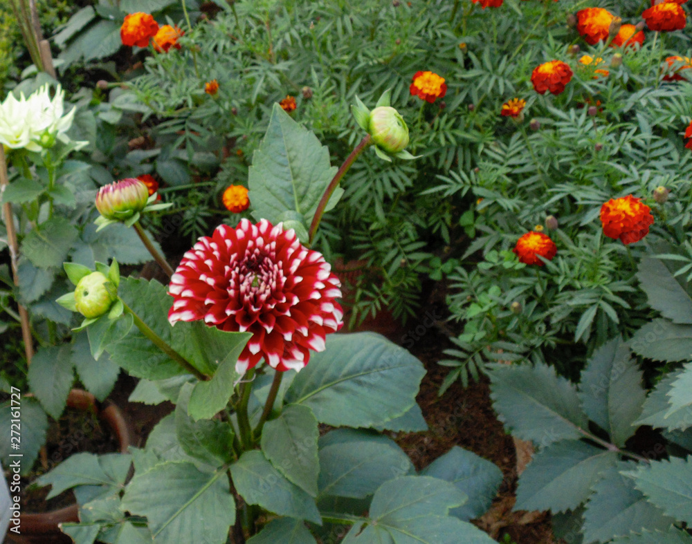 Obraz premium Colorful lotus flowers in Asia