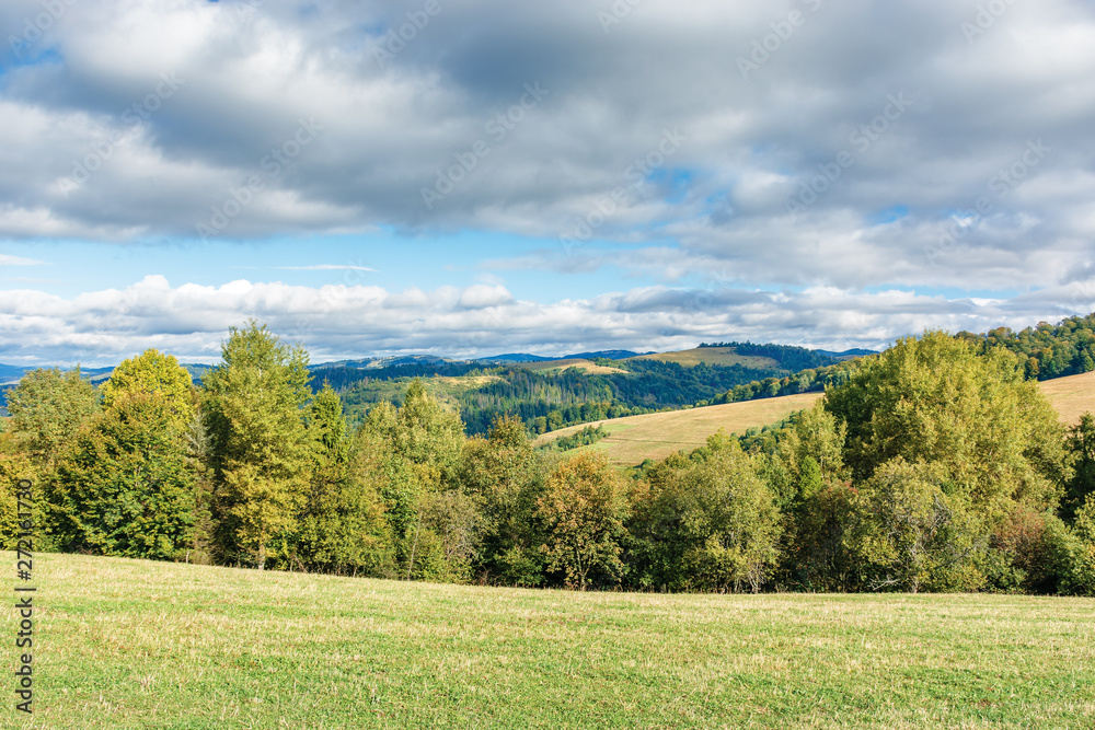 forest on the edge of a meadow in mountains. beautiful scenery of carpathian mountains in early autumn. bright weather with clouds on the sky