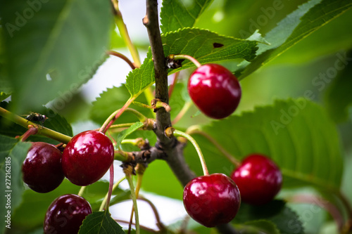 Red organic cherries on a branch of cherry tree